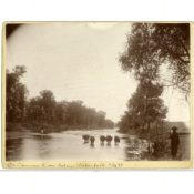 Five Cows in the Cannon River below Waterford, 1893
