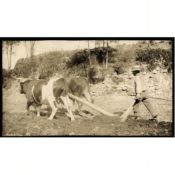 Farmer Driving a Plow Pulled by Oxen, c. 1890